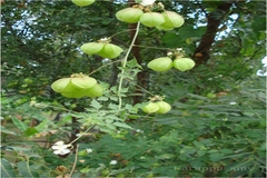 Cardiospermum canescens